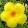 Grenada flower