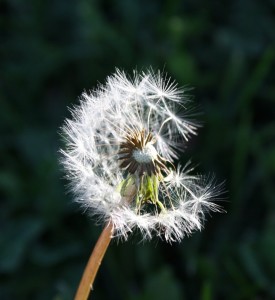 dandelion_seeds-550x600