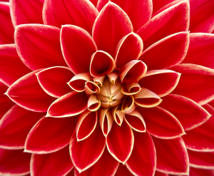 dahlia-186450_640