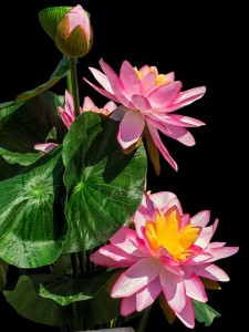 lotus-236060_640