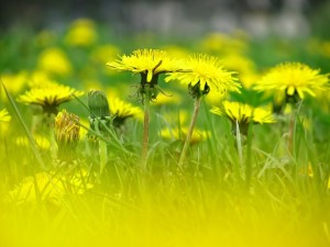 dandelion-230784_640