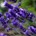 lavender-411696_640