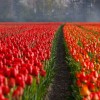 tulips-21690_1280